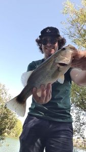 Largemouth Bass