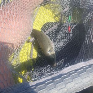 European Bass (Seabass)