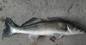 Zander