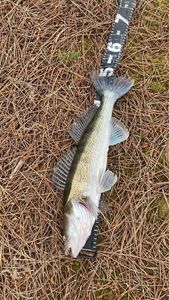 Zander