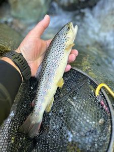Brown Trout