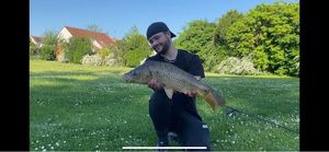 Common Carp