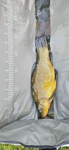 Tench