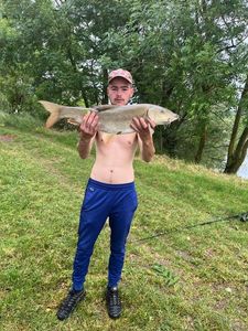 Barbel