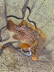 Ballan Wrasse