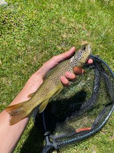 Brown Trout