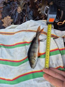 European Perch