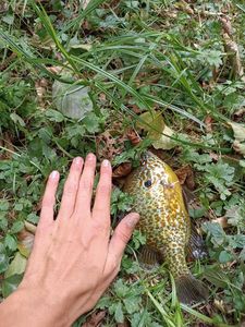 Green Sunfish