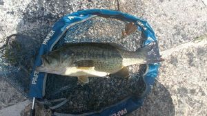 Largemouth Bass