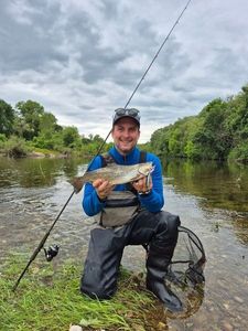 Brown Trout