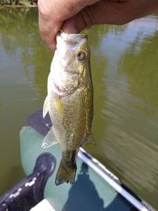 Largemouth Bass