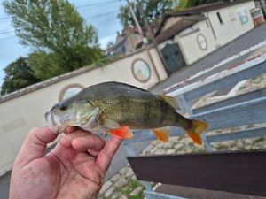 European Perch