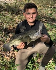 Largemouth Bass