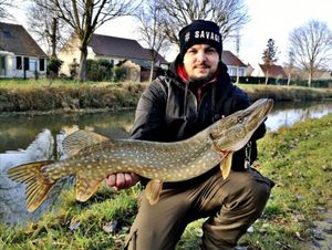 Northern Pike