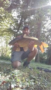 Common Carp
