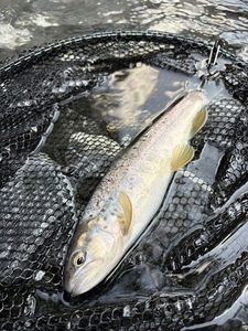Brown Trout