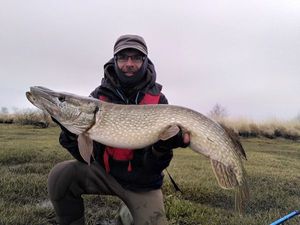 Northern Pike