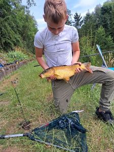 Common Carp