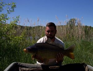 Common Carp