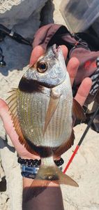 Common Two-Banded Seabream