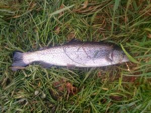 Rainbow Trout