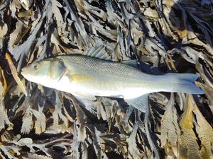European Bass (Seabass)