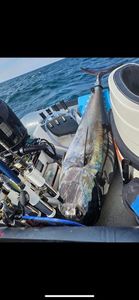 Bluefin Tuna