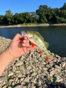 European Perch