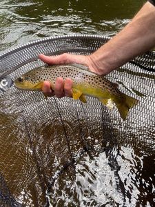 Brown Trout