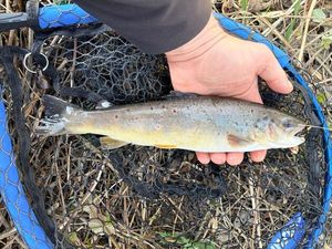 Brown Trout