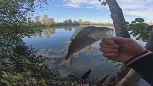European Perch
