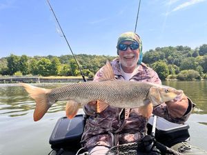 Barbel