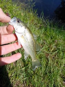 Largemouth Bass