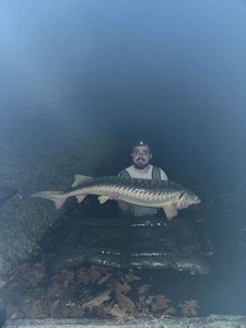 Sturgeon