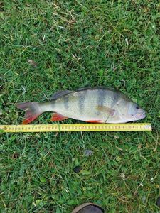 European Perch