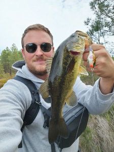Largemouth Bass