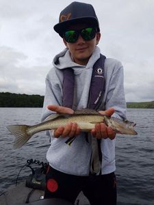 Zander