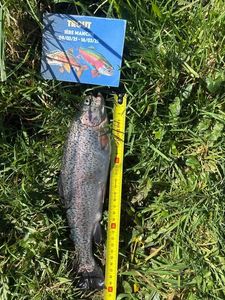 Rainbow Trout