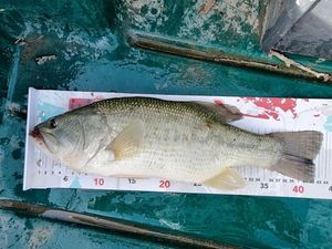 Largemouth Bass