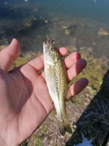 Smallmouth Bass