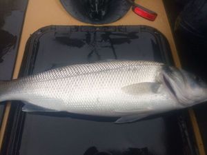 European Bass (Seabass)