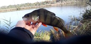 European Perch