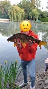 Common Carp