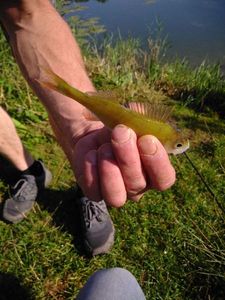 European Perch