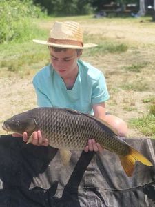 Common Carp