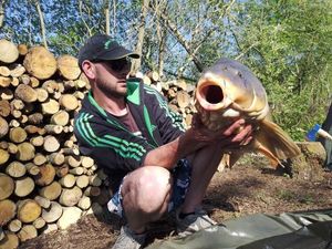 Mirror Carp