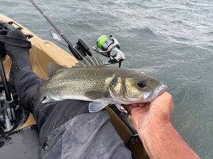 European Bass (Seabass)