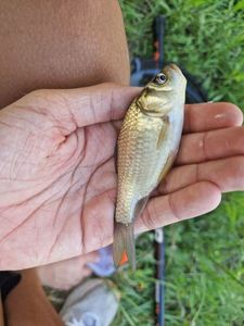 Crucian Carp