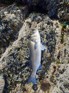 European Bass (Seabass)