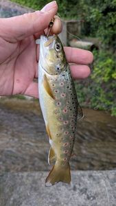 Brown Trout